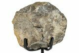 Fossil Hadrosaur Caudal Vertebra w/ Metal Stand - Texas #250247-1
